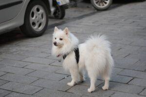 Can You Be Sued if Your Dog Causes a Car Accident?